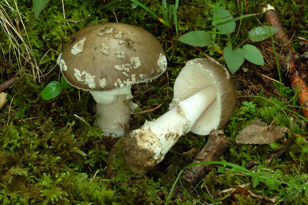 Amanita spissa?